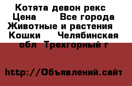 Котята девон рекс › Цена ­ 1 - Все города Животные и растения » Кошки   . Челябинская обл.,Трехгорный г.